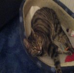 Cat.JPG