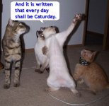 caturday2ml2.jpg