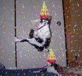 FlyingCatRTBDAY.jpg