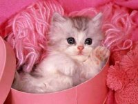 Kitty%20Wallpaper.jpg