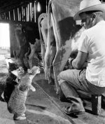 Cowcats!!!!.jpg